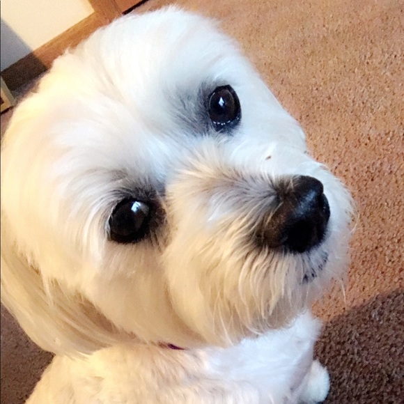 Meet your Posher, Bailey - Picture 1 of 1